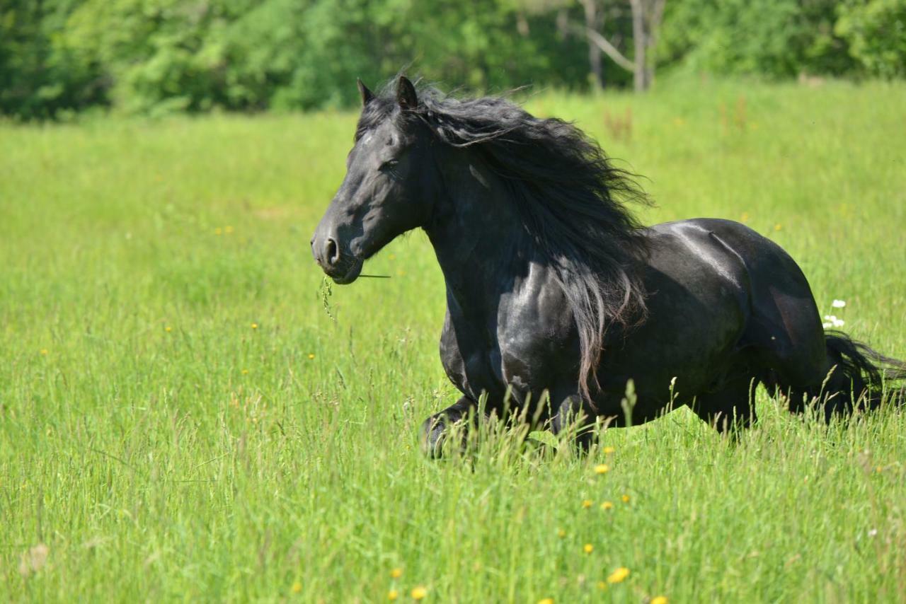 Capdrot Gite Equestre Domaine Des Crins - Biron المظهر الخارجي الصورة