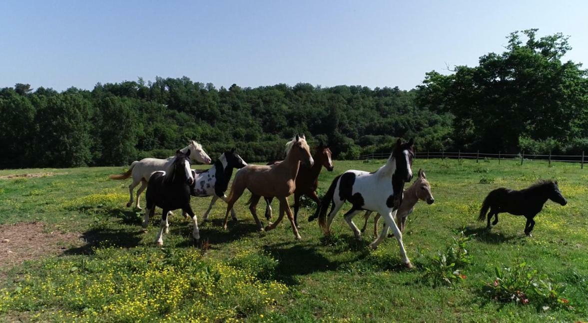 Capdrot Gite Equestre Domaine Des Crins - Biron المظهر الخارجي الصورة