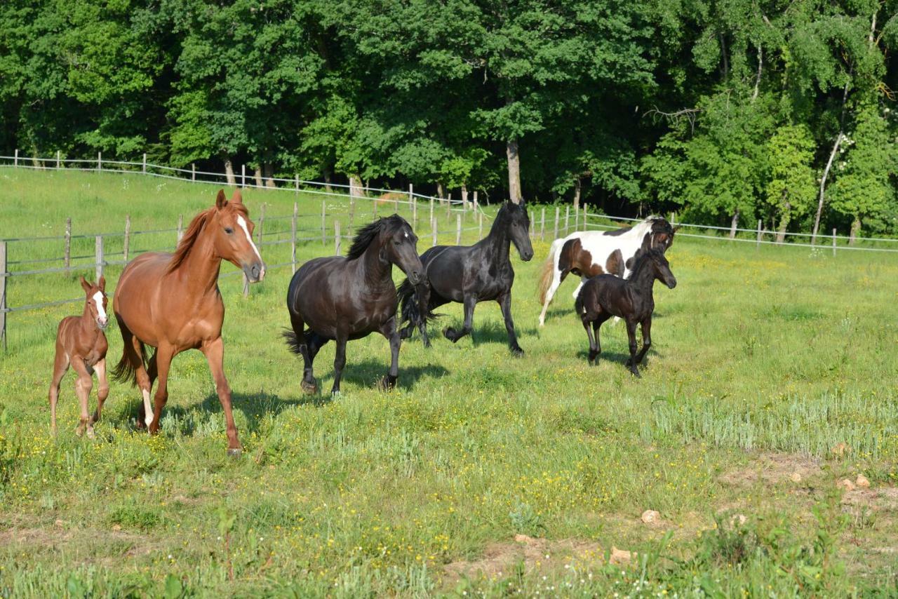 Capdrot Gite Equestre Domaine Des Crins - Biron المظهر الخارجي الصورة